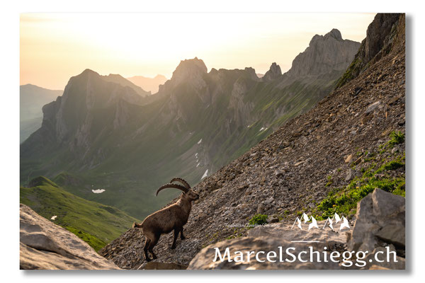 Steinbock/Alpstein Art.-Nr. MZ7-3163/22