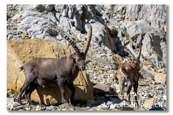 Steinbock/Alpstein Art.-Nr. MZ7-8611