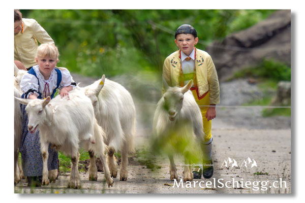Marcel Schiegg Fotografie, Alpstein, Seealp, Tradition, Brauchtum, Alpfahrt, Oeberefahre, Appenzell, Ziegen