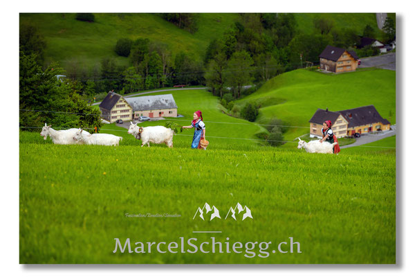 Öberefahre/Alpfahrt Art.-Nr. MZ7-0591