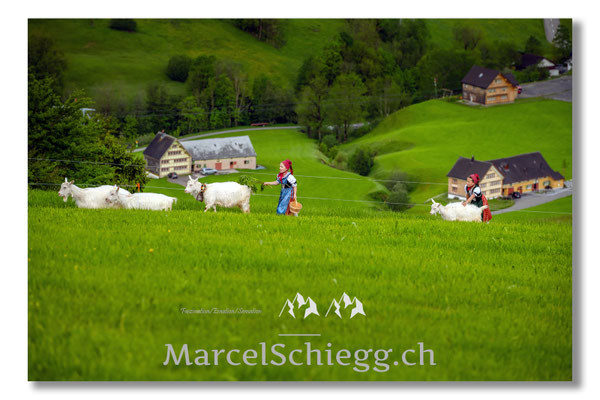 Marcel Schiegg Fotografie, Tradition, Brauchtum, Alpfahrt, Oeberefahre, Appenzell, Appenzellerland, Öberefahre, Alpstein