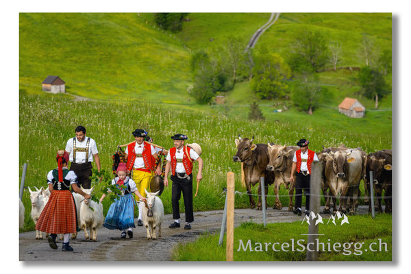 Marcel Schiegg Fotografie, Tradition, Brauchtum, Alpfahrt, Oeberefahre, Appenzell, Appenzellerland, Öberefahre, Alpstein