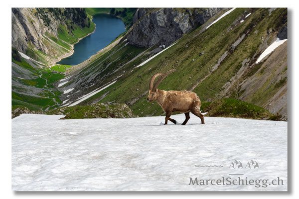 Steinbock/Alpstein Art.-Nr. MZ7-0050