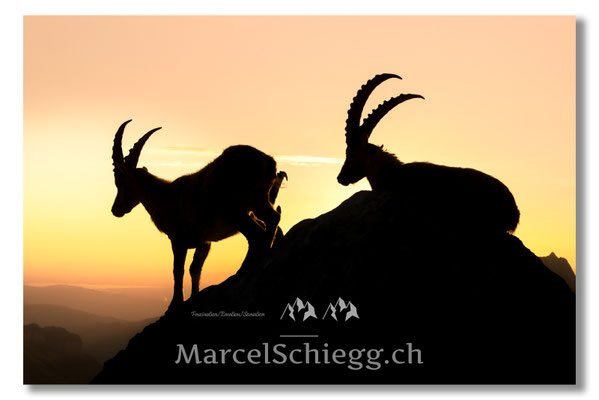 Marcel Schiegg, Marcel Schiegg Fotografie, Alpensteinbock, Steinbock, Wildtiere