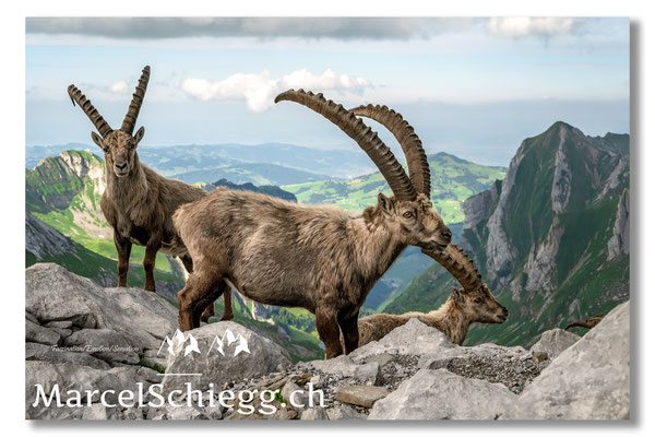 Steinbock/Alpstein Art.-Nr. MZ7-8812