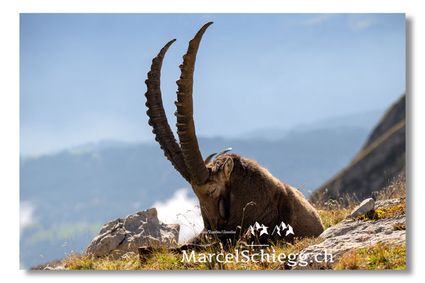 Steinbock/Alpstein Art.-Nr. MZ8-9400/25