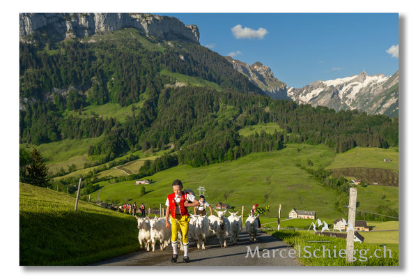 Marcel Schiegg Fotografie, Tradition, Brauchtum, Alpfahrt, Oeberefahre, Appenzell, Appenzellerland, Öberefahre, Alpstein