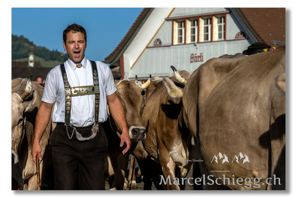 Vechschau/Viehschau Art.-Nr. MZ7-8287-Oktober