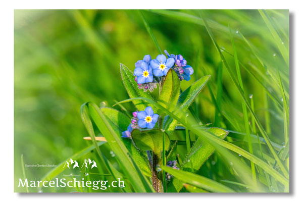 Blumen und Pflanzen Art.-Nr. MZ8-1544-25-Alpen-Vergissmeinnicht Myosotis Alpestris