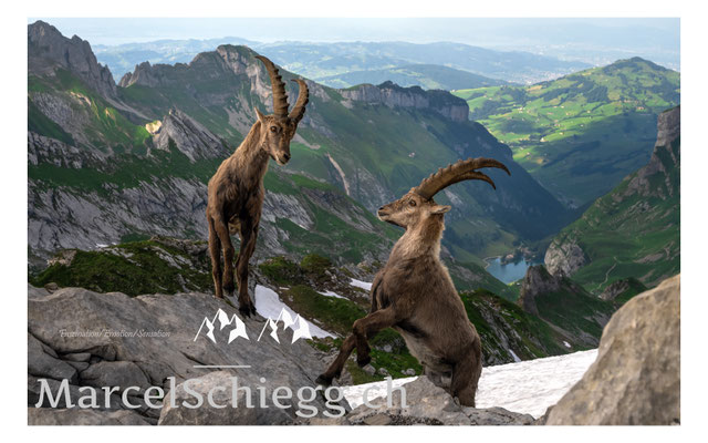 Steinbock/Alpstein Art.-Nr. MZ7-9006