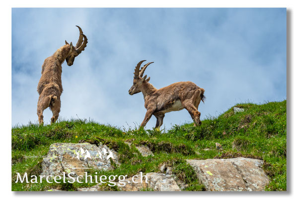 Steinbock/Alpstein Art.-Nr. MS5-9090