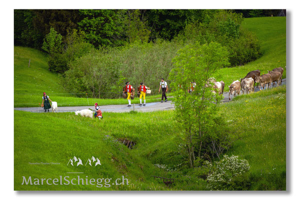 Marcel Schiegg Fotografie, Tradition, Brauchtum, Alpfahrt, Oeberefahre, Appenzell, Appenzellerland, Öberefahre, Alpstein