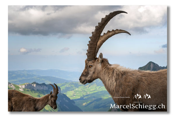 Steinbock/Alpstein Art.-Nr. 21MZ7-8870