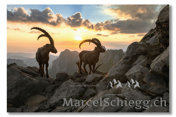 Steinbock/Alpstein Art.-Nr. MZ7-0879