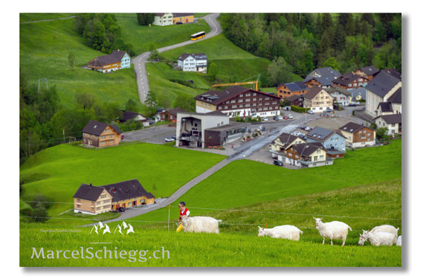 Marcel Schiegg Fotografie, Tradition, Brauchtum, Alpfahrt, Oeberefahre, Appenzell, Appenzellerland, Öberefahre, Alpstein