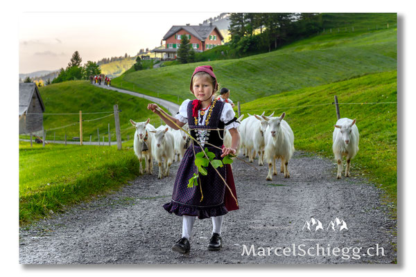 Öberefahre/Alpfahrt Art.-Nr. 20MZ7-3580
