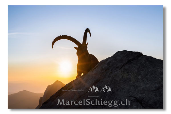 Steinbock/Alpstein Art.-Nr. MZ8-5929/25