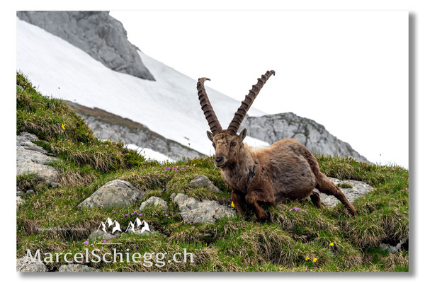 Marcel Schiegg, Marcel Schiegg Fotografie, Alpensteinbock, Steinbock, Wildtiere