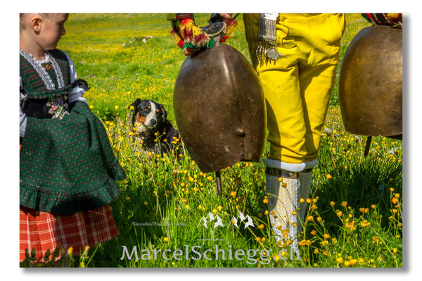 Marcel Schiegg Fotografie, Tradition, Brauchtum, Alpfahrt, Oeberefahre, Appenzell, Appenzellerland, Öberefahre, Alpstein, Bläss, Appenzeller Sennenhund, Senntumschellen
