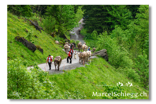 Marcel Schiegg Fotografie, Alpstein, Seealp, Tradition, Brauchtum, Alpfahrt, Oeberefahre, Appenzell