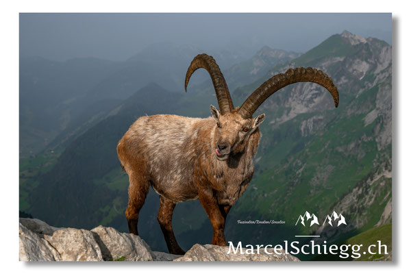 Steinbock/Alpstein Art.-Nr. MZ8-4694/25