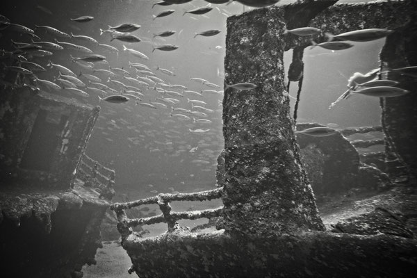 Schiffswrak, das jetzt als Unterwasserkulisse für ein großes Meeraquarium dient 