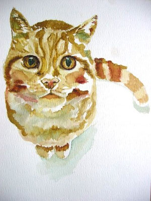 Rode poes; 33x43 cm incl. lijst (papier)