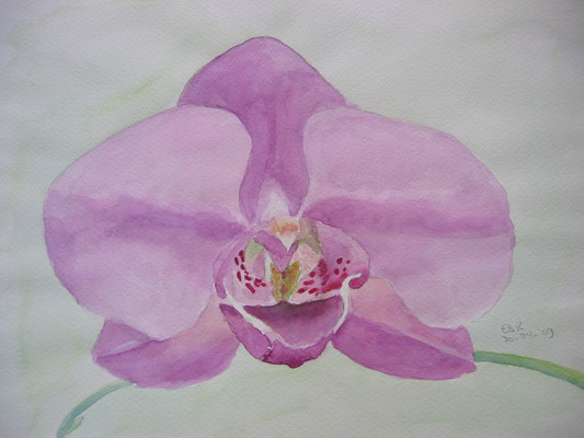 Lila Orchidee; 50x40 cm incl.lijst (papier)