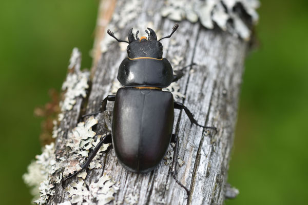 Viele Grüße aus Schweden schickt Euch Swanti – heute hatten wir Besuch von einer Hirschkäfer-Dame.