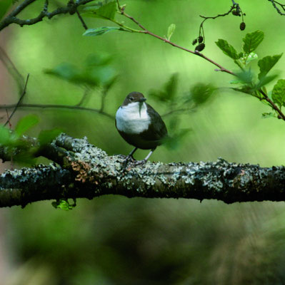 Wasseramsel