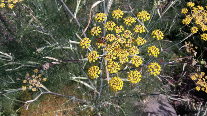 Insekten lieben den Bronzefenchel in Strehlers Garten.