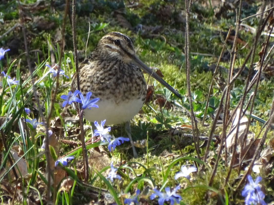 Besuch im Garten – Bekassine. © Siegfried Rudroff