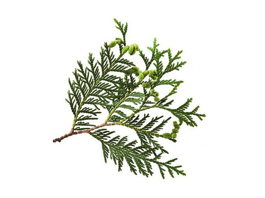 Cedar