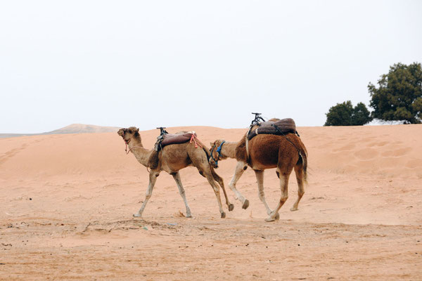 Marokko; Wüste