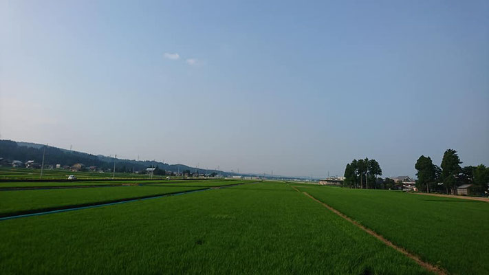 新潟県十日町市、千手の魚沼コシヒカリ