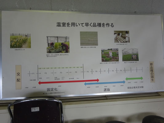 温室を使用することで開発年数が短縮できます。