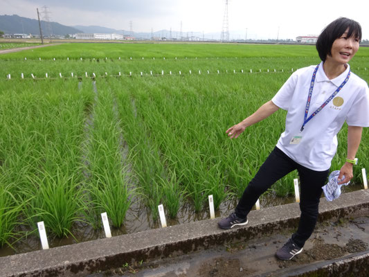 温室で固定化された稲が圃場に植えられ、この中から選抜が繰り返し行われます。