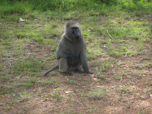 Baboon beside the street, waiting for food