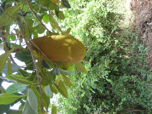 Jackfruit is not known in Europe, but very popular in Africa and the kids like it. Unfortunately I don't know how it taste. 