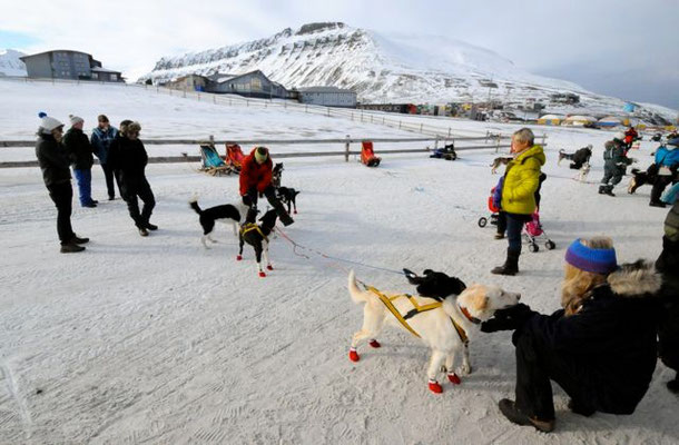 Dog race in Svalbard 2012