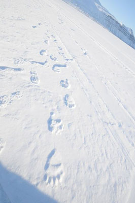 Polar beer footstep in Svalbard 2012