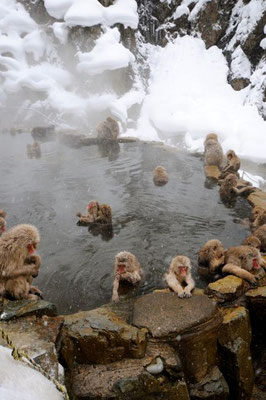 Monkey in hot spring in Japan 2011