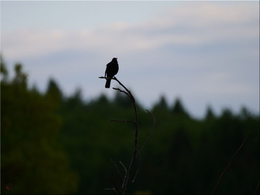 Amsel