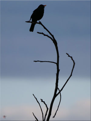 Amsel