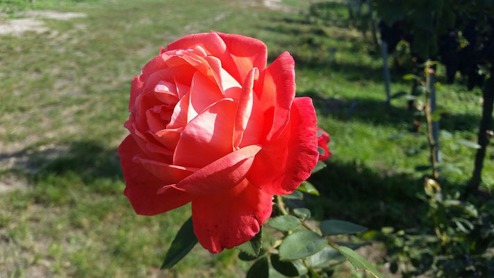 die Rose am Weinberg