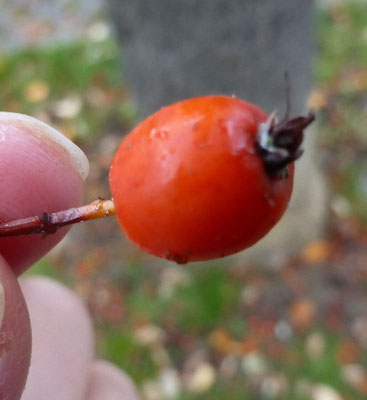 Schwedische Mehlbeere - Frucht