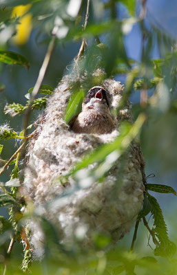 Beutelmeise am Nest