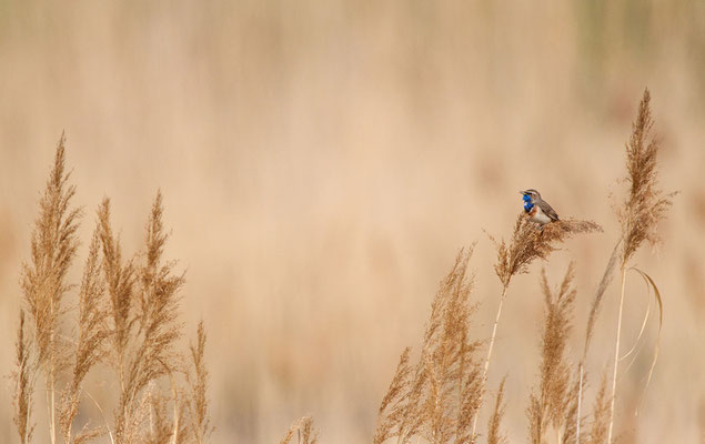 Blaukehlchen