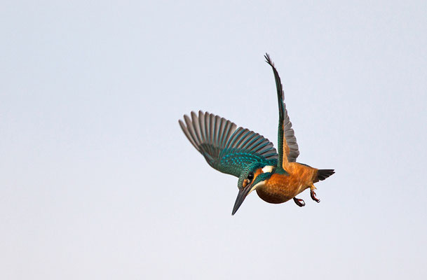 Eisvogel im Flug