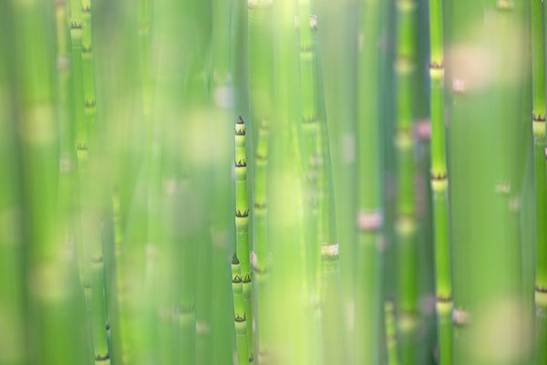 Winter-Schachtelhalm (Equisetum hyemale)